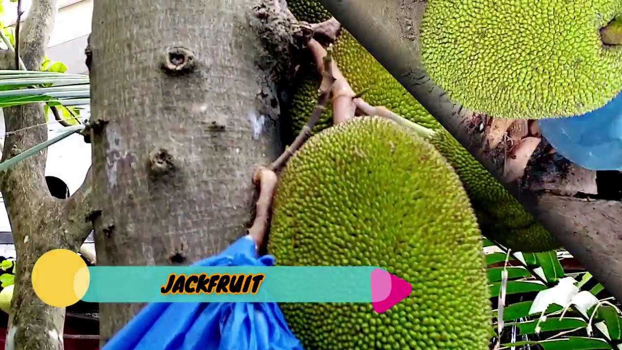 Our Backyard Fruit Trees || Fresh Fruits || JUNEXBOY
