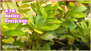 ILLICIUM | Volunteer Gardener by Volunteer Gardener 1,230 views 1 month ago 5 minutes, 33 seconds