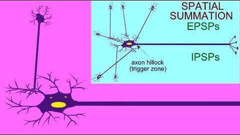 SYNAPSE: SUMMATION FROM PRESYNAPTIC INPUTS