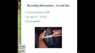 Breedplan - The Fertility Traits and Docility