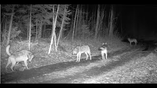 Tomahawk Trail Camera April 7th, 2024  Violent content. Be advised.