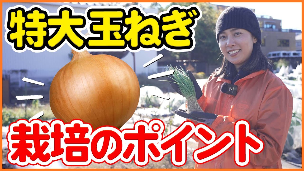 ✽onion農家✽玉ねぎ様 Grow extra-large onions! A thorough explanation of how to choose