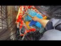 錦鯉YouTube販売で・・・#koi #koi #アクアリウム 