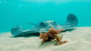 The Smooth Stingray - Dolphin Watch TV