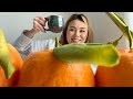 🪐2026.2.4 🪐冬の晴れの日 家day