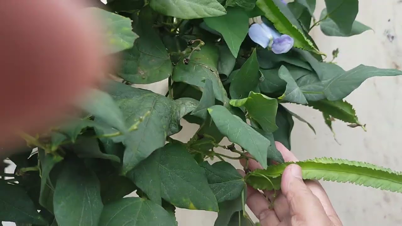 Panen ciper depan toko ku