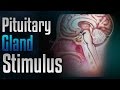 Pituitary Gland Stimulation To Release Growth Hormone With Simply Hypnotic 