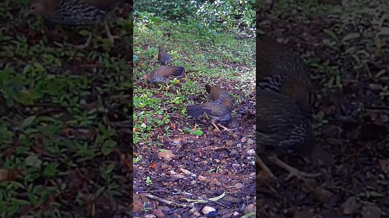 Wild Indian Chicken | Camera trap