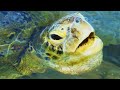Green Sea Turtle Facts The GREEN TURTLE Animal Fact Files 