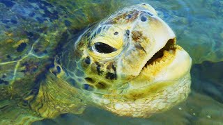 Green Sea Turtle Facts: the GREEN TURTLE 🐢 Animal Fact Files