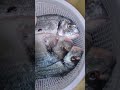 يوميات مصريه في السعوديه روتين يومي طبخات فلوجات مغتربات 