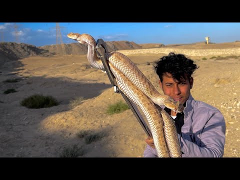 رحلة البحث عن الحيه المقرنه ام جنيب هيا الافعى الاخطر في الصحراء لا ننصح بالتعامل معاها 
