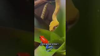 Cette GRENOUILLE peut te TUER en 5min !