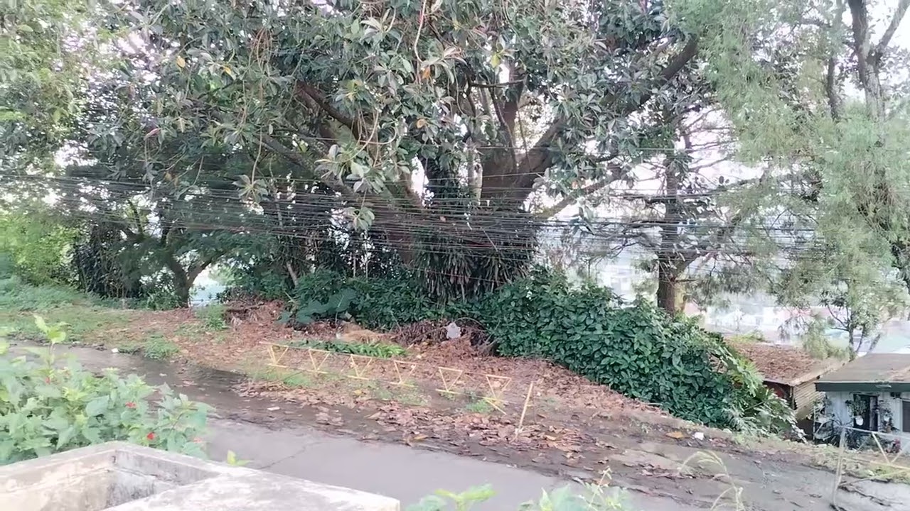 WHAT PLANT IS THIS IN BAGUIO CITY PHILIPPINES? 