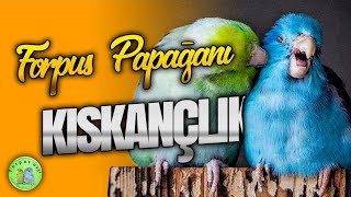 Forpus Papağanı Kıskançlık