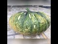 Oraganic pumpkin,Homegrown,halloween gift....
