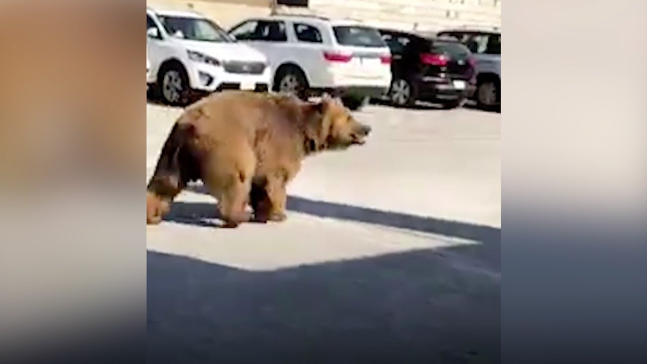 Bear on the loose roams streets of Iraqi city