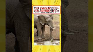 【ショート反応集】ワニに鼻を噛まれたゾウの顔がコチラwwwww #shorts #2ch #2ch動物スレ