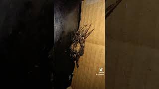 Tinoy&Tina My Araneus Ventricosus A.k.a. Japan G