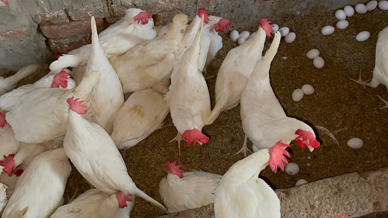 How To Starting Business From Free Range Chicken Farming…. - YouTube