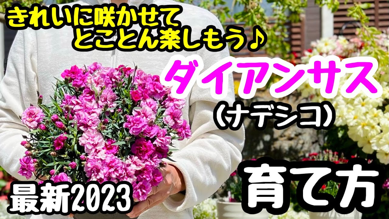 ◆春はやっぱり【ダイアンサス】【ナデシコ】