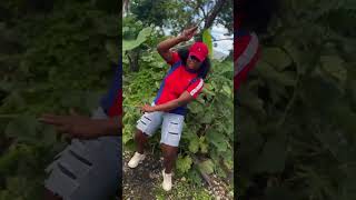 #bashabinghi #tuffcrackaz #wyflriddim 🔥🔥🔥🔥🔥