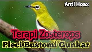 Terapi Zosterops Pleci Bustomi Gunkar Bikin Nembak dan Ngotot Bunyi!!!