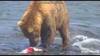 Explore org BF cam 7-20-15 #775 Lefty