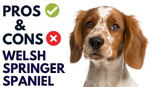 Welsh Springer Spaniel Dog Pros and Cons | Welsh Springer Spaniel Advantages and Disadvantages