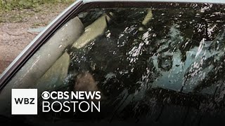 Bears shred inside of car in Connecticut after getting stuck
