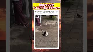 必死に鳥に襲いかかる子猫が可愛すぎるwwww #面白い #おもしろ #tiktok #Twitter #2ch #5ch