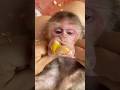 The mother carefully picked out a few damaged seeds and peeled the remaining one for her baby to eat