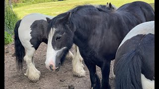 Belgian Horse - Heavy Horse, Huge Horse.