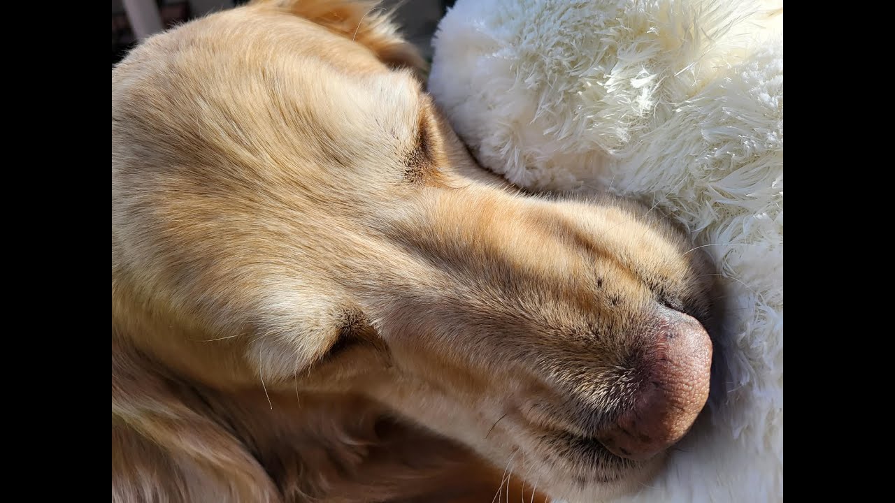 My silly Dog Obsessed With His Toy 🐶 Henry vs Lambchop (Too Cute!)