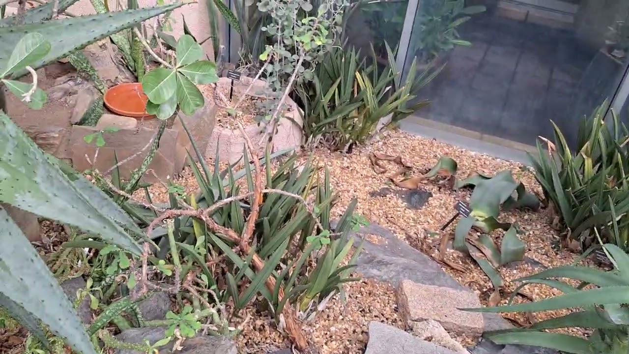 Как в Пустыне 👌 - ОГРОМНЫЕ КАКТУСЫ и другие Интересные растения - сад  -  Atlanta Botanical Garden 🙂