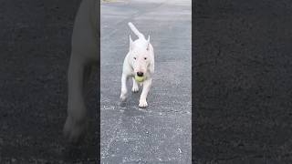 Beautiful Akc Registered English Bull Terrier