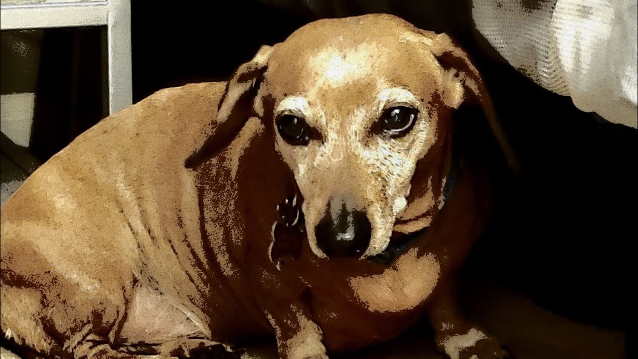 Chase - In loving memory 🐾❤️