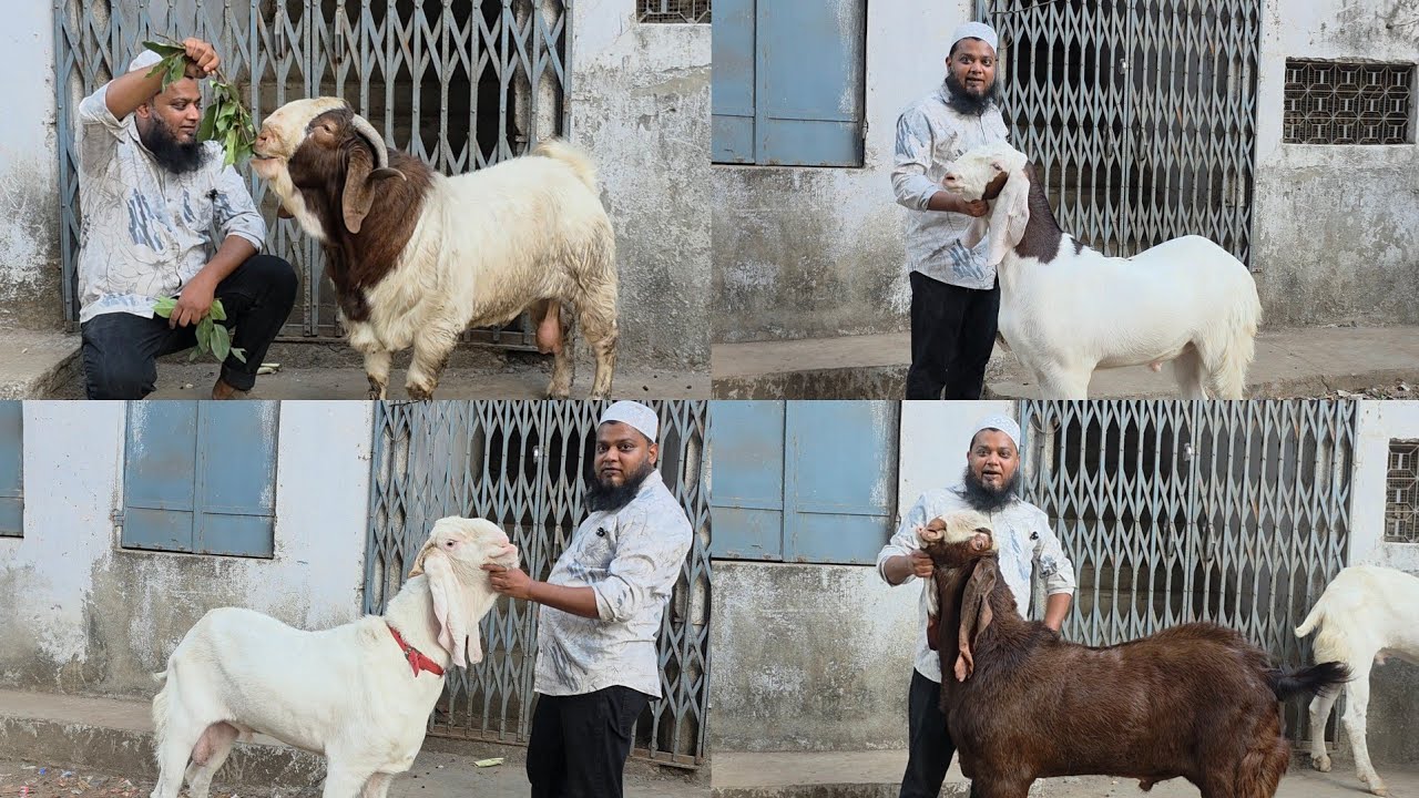 Rahil Bhai The Most Royal Goats Of Bhiwandi City | Big Tyaari Part 1 Rahil Bhai ...