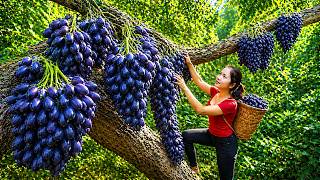 Harvesting Wild Jaboticaba Fruit In the Amazon Rainforest Go To Market Sell, Picking Mushrooms