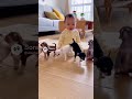 赤ちゃんとチワワ達🐶 dog chiwawa and Baby #japan #cute #ai #baby #kawaii #かわいい #犬 #dog #チワワ #pet