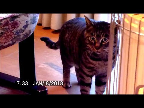 野良猫ですが　　写真集 2　ひばり92