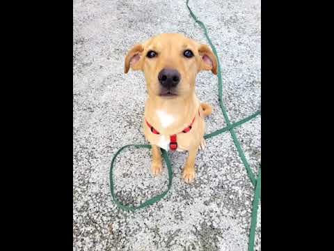 Blonde! female lab mix app 6 months.