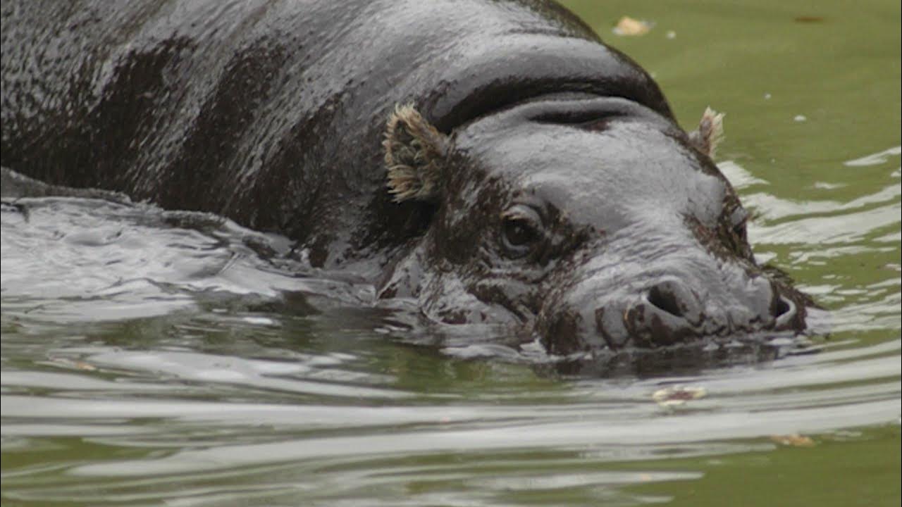 Пакицет эволюция. Бегемот родственник кита. Древние киты вымершие китообразные. Бегемот родственник кита. Предок кита пакицет.