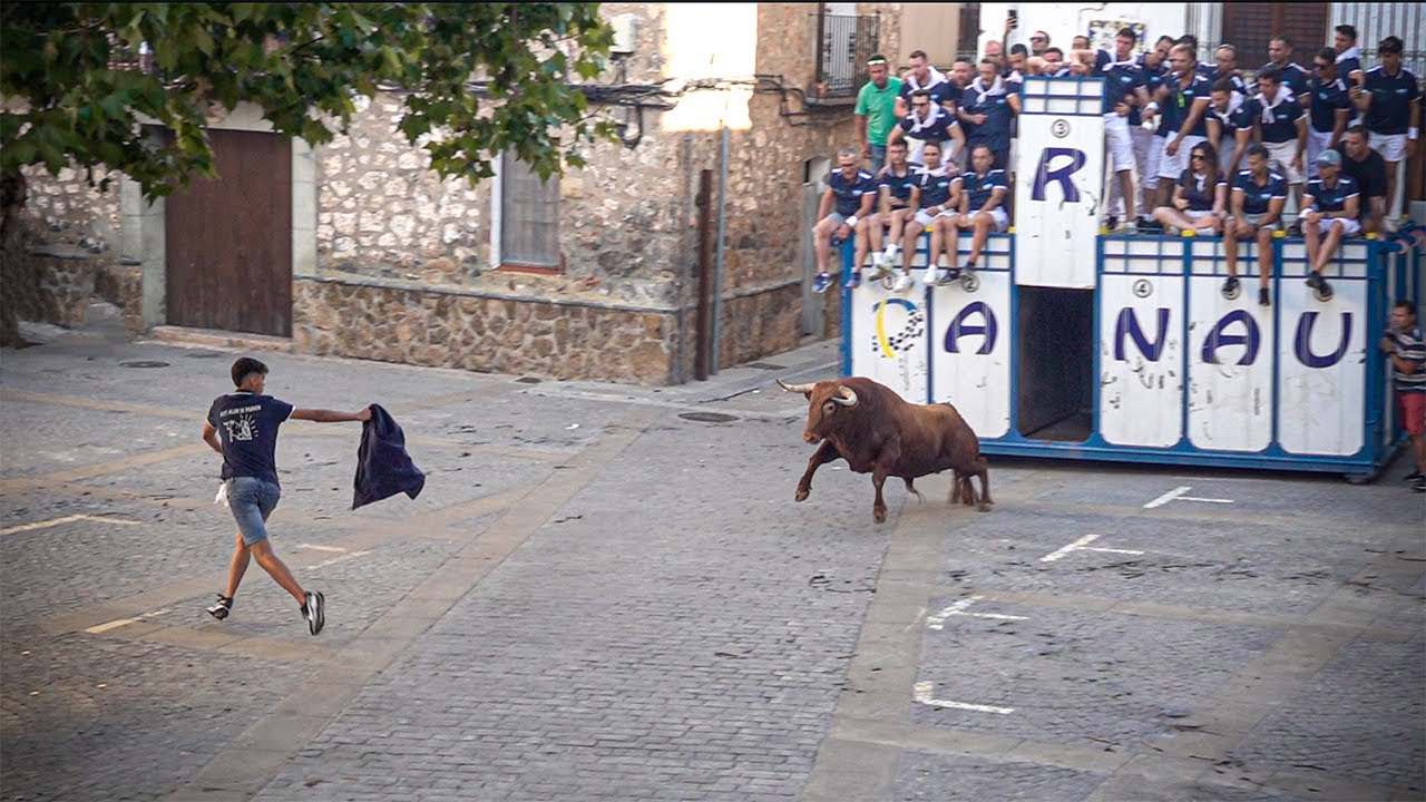 Algar de Palancia Toro cerril y vacas