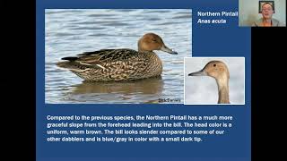 Mini-Tutorial: Female Dabbling Ducks