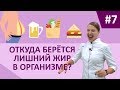 Обмен веществ: откуда берётся лишний жир в организме?