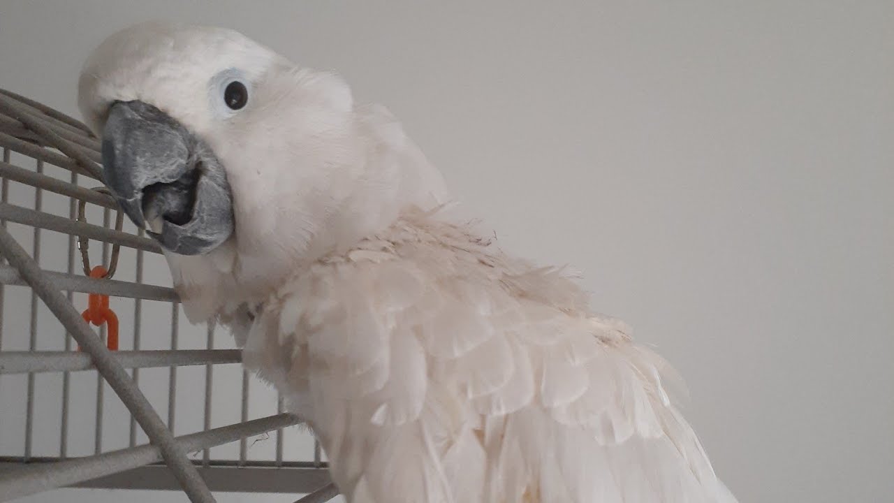 lonely bird kept separated in pet stores YouTube
