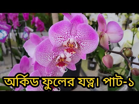 Orchid Flower Care in Bangla || Best Indoor Flower || অর্কিডের যত্ন || Joy&Tanni