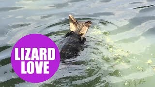 Two Asian water monitor lizards caught mating at a Thai tourist hotspot