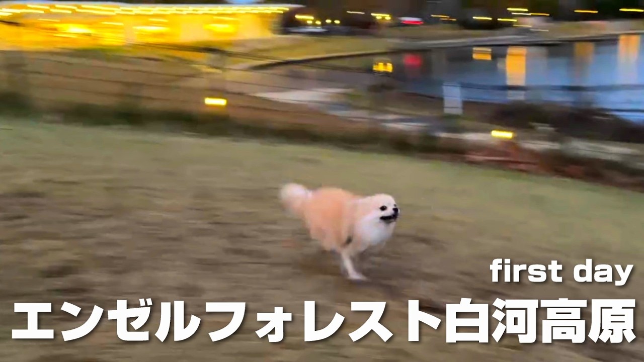 エンゼルフォレスト白河高原でポメラニアンがこうなりました